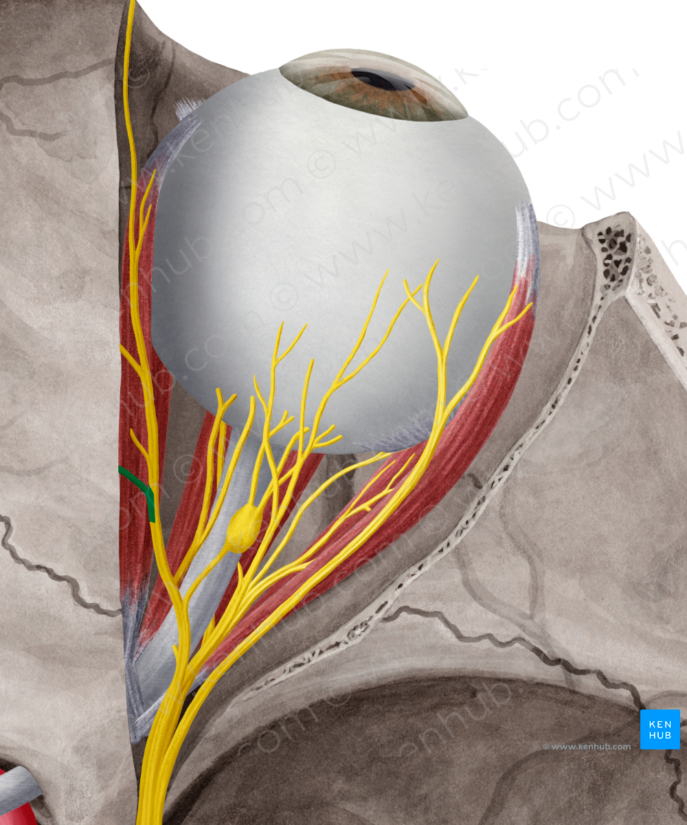 Posterior ethmoidal nerve (#6398)