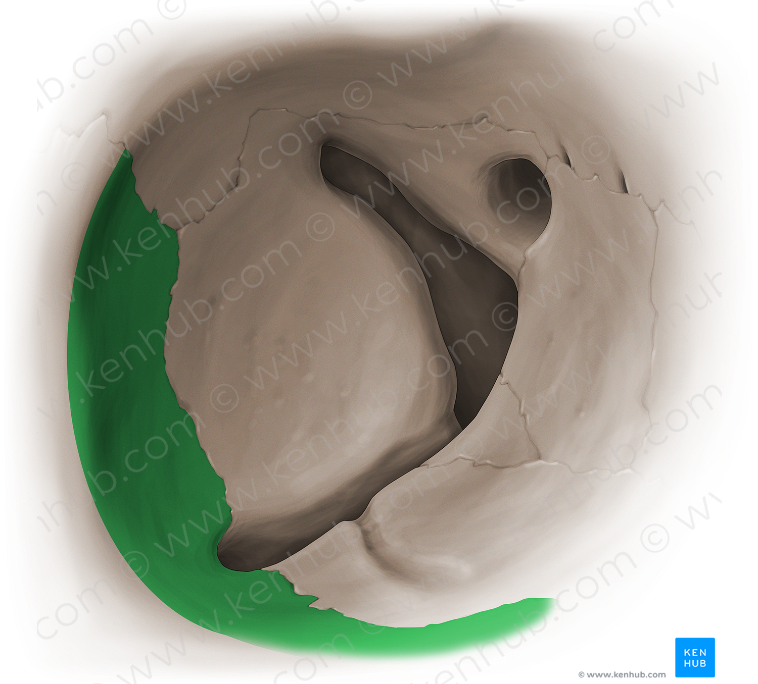 Orbital surface of zygomatic bone (#16082)