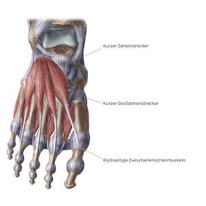 Dorsal muscles of the foot (German)