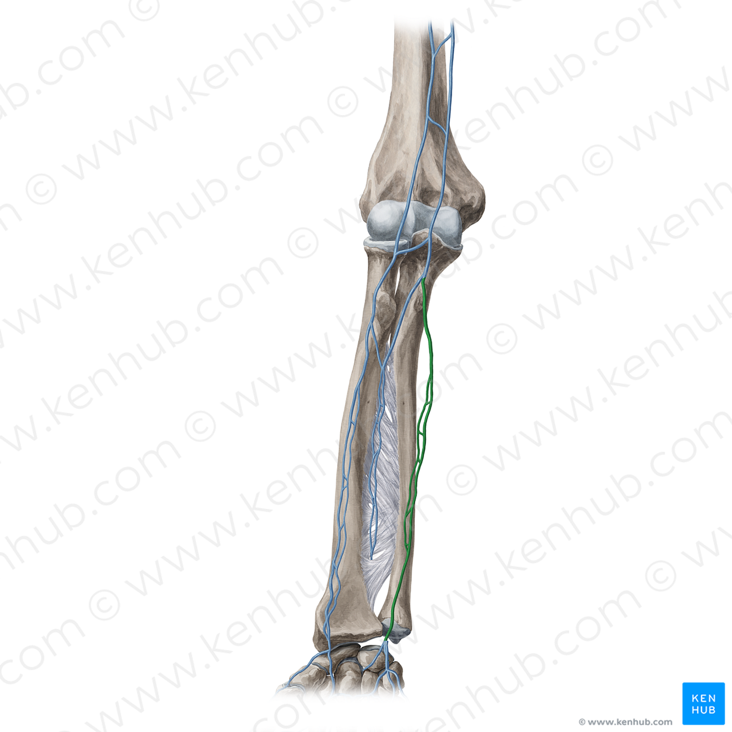 Ulnar veins (#20356)