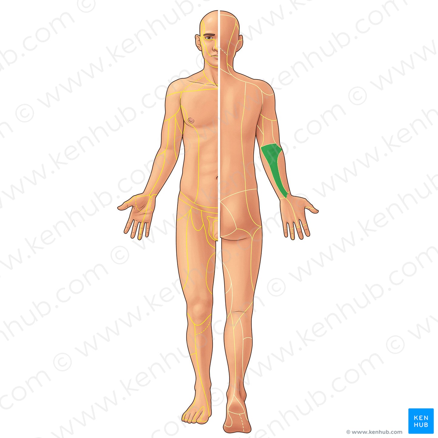 Posterior antebrachial cutaneous nerve (#21926)