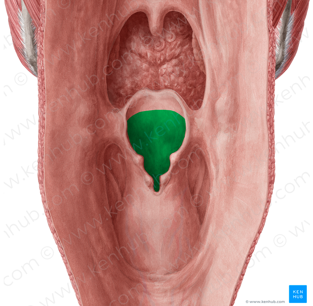 Laryngeal inlet (#598)