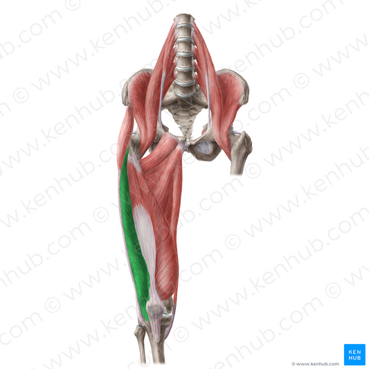 Vastus lateralis muscle (#6167)