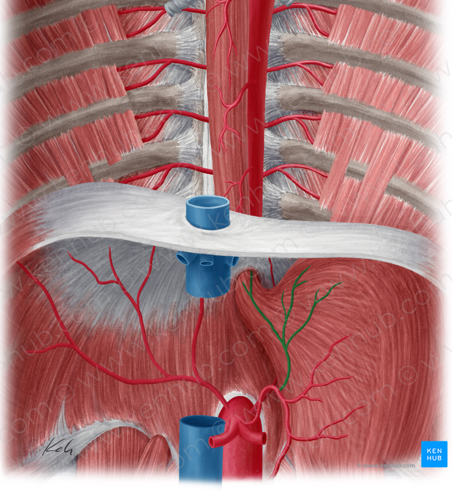Esophageal branches of left gastric artery (#8526)