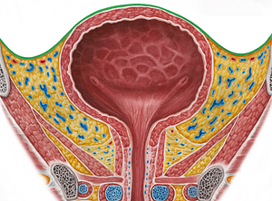 Peritoneum (#7871)