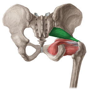 Piriformis muscle (#5759)