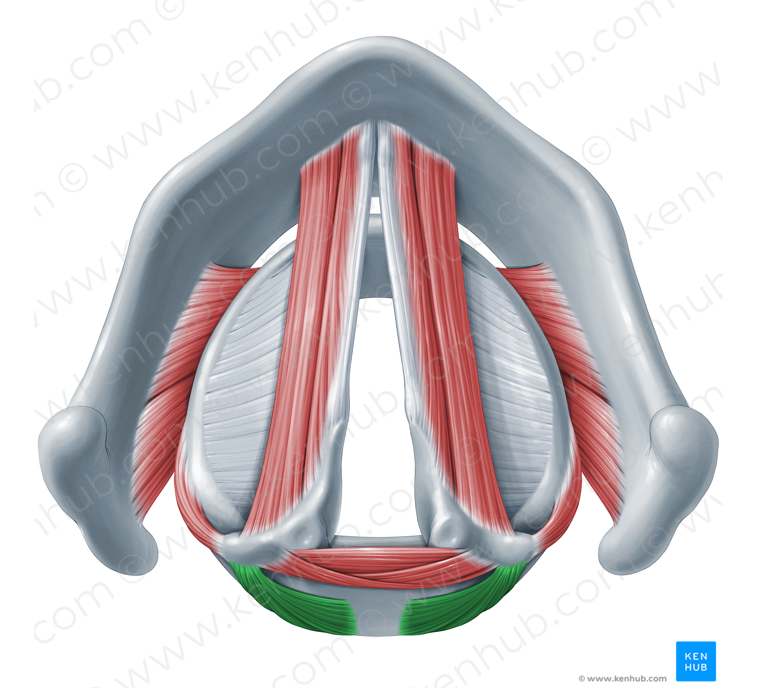 Posterior cricoarytenoid muscle (#18321)