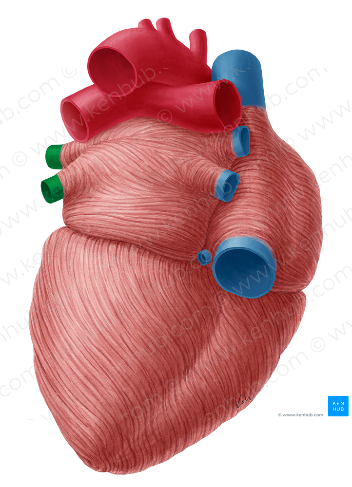 Left pulmonary veins (#10205)