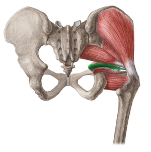 Superior gemellus muscle (#5400)