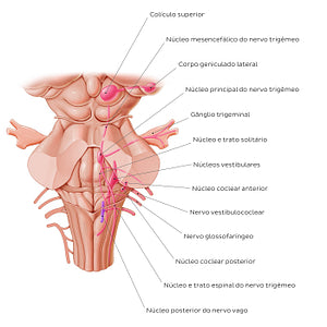 Cranial nerve nuclei - posterior view (afferent) (Portuguese)