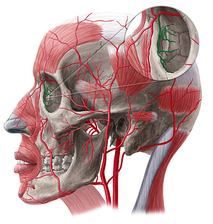 Medial palpebral artery (#20494)