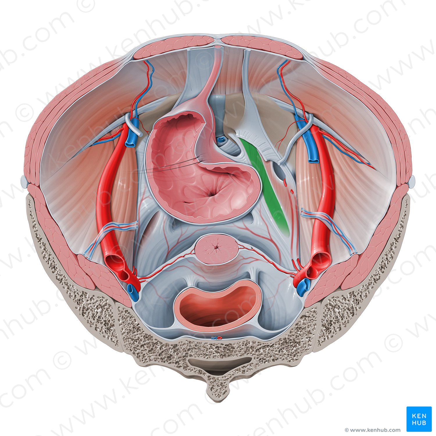 Superior fascia of pelvic diaphragm (#516)