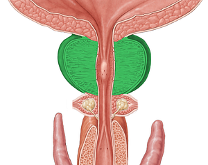 Prostate (#8377)