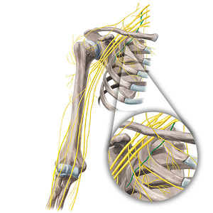 Long thoracic nerve (#6807)