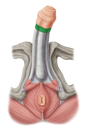 Subcutaneous tissue of penis (#3573)