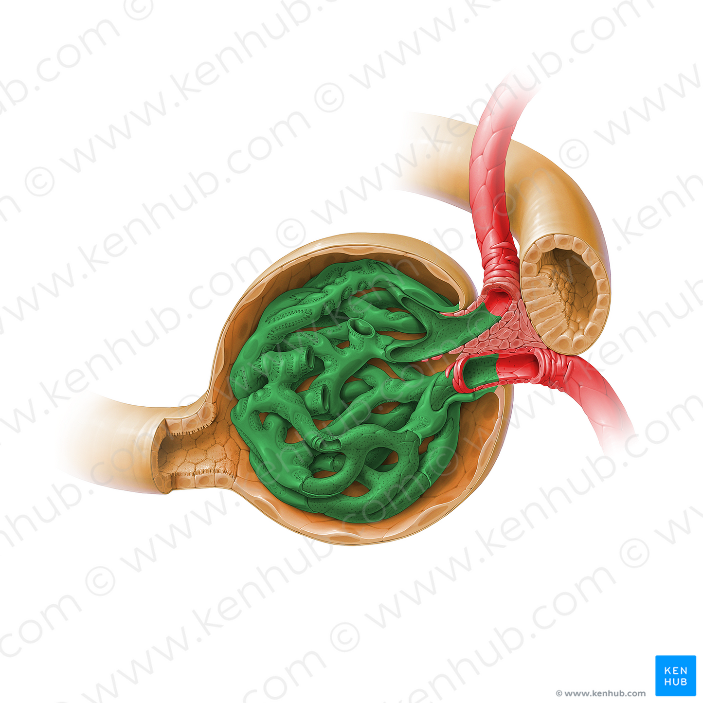 Glomerulus (#17921)