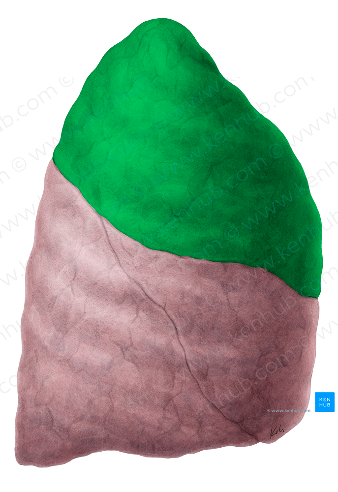 Superior lobe of lung (#21478)