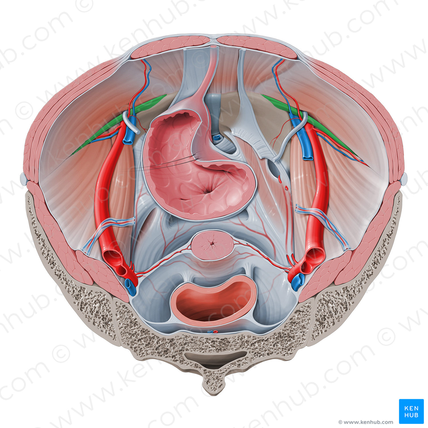 Iliopubic tract (#9519)