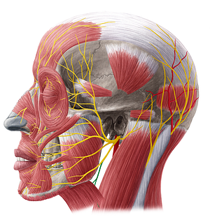 Cervical branch of facial nerve (#8621)