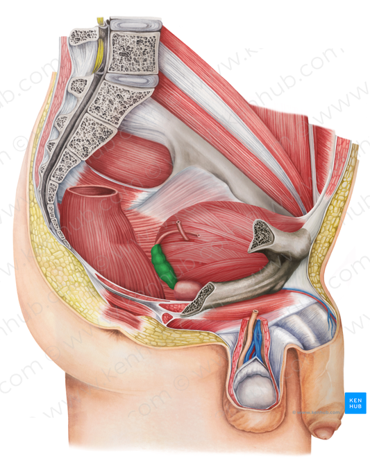 Right seminal gland (#4145)