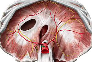 Common hepatic artery (#1338)
