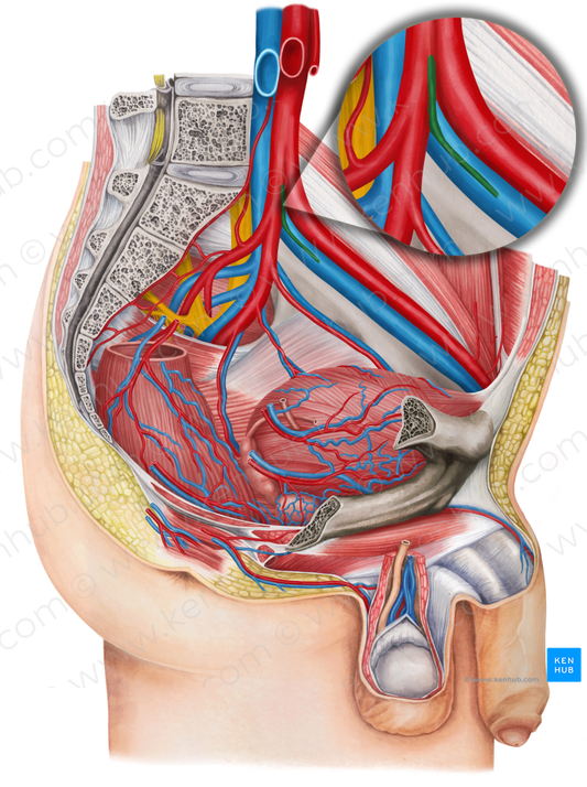 Left umbilical artery (#1957)