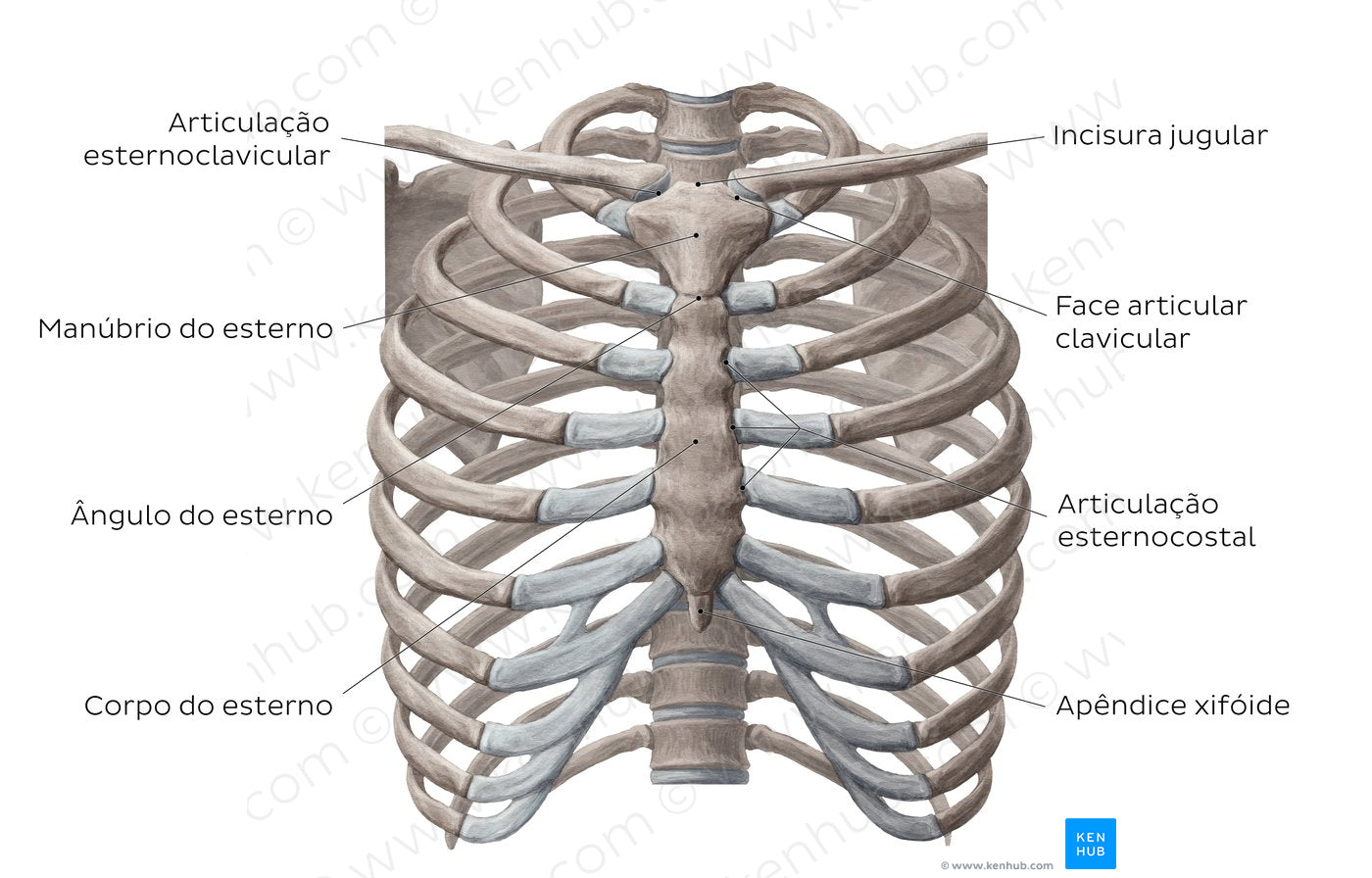 Bones of the thoracic cavity (Portuguese)