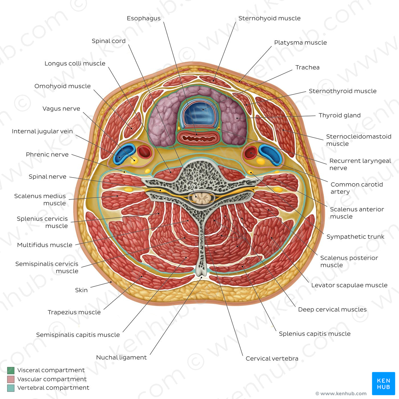 Compartments of the neck: Contents (English)