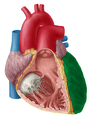 Left ventricle of heart (#10702)