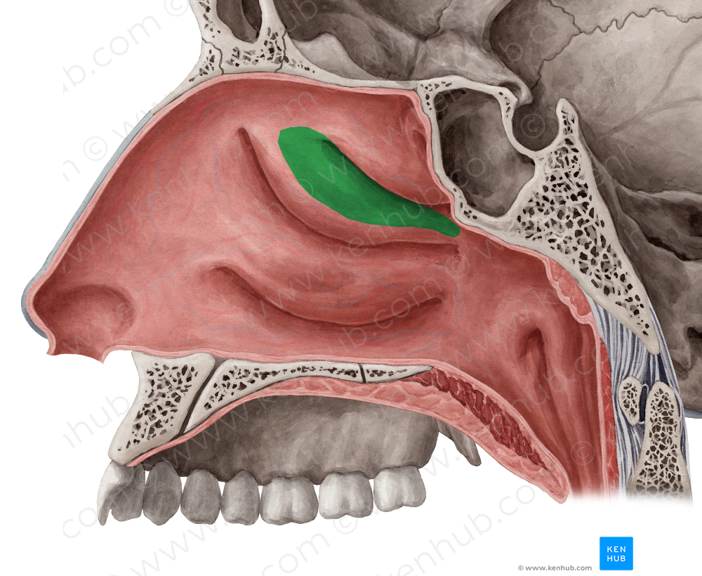 Superior nasal meatus (#4991)