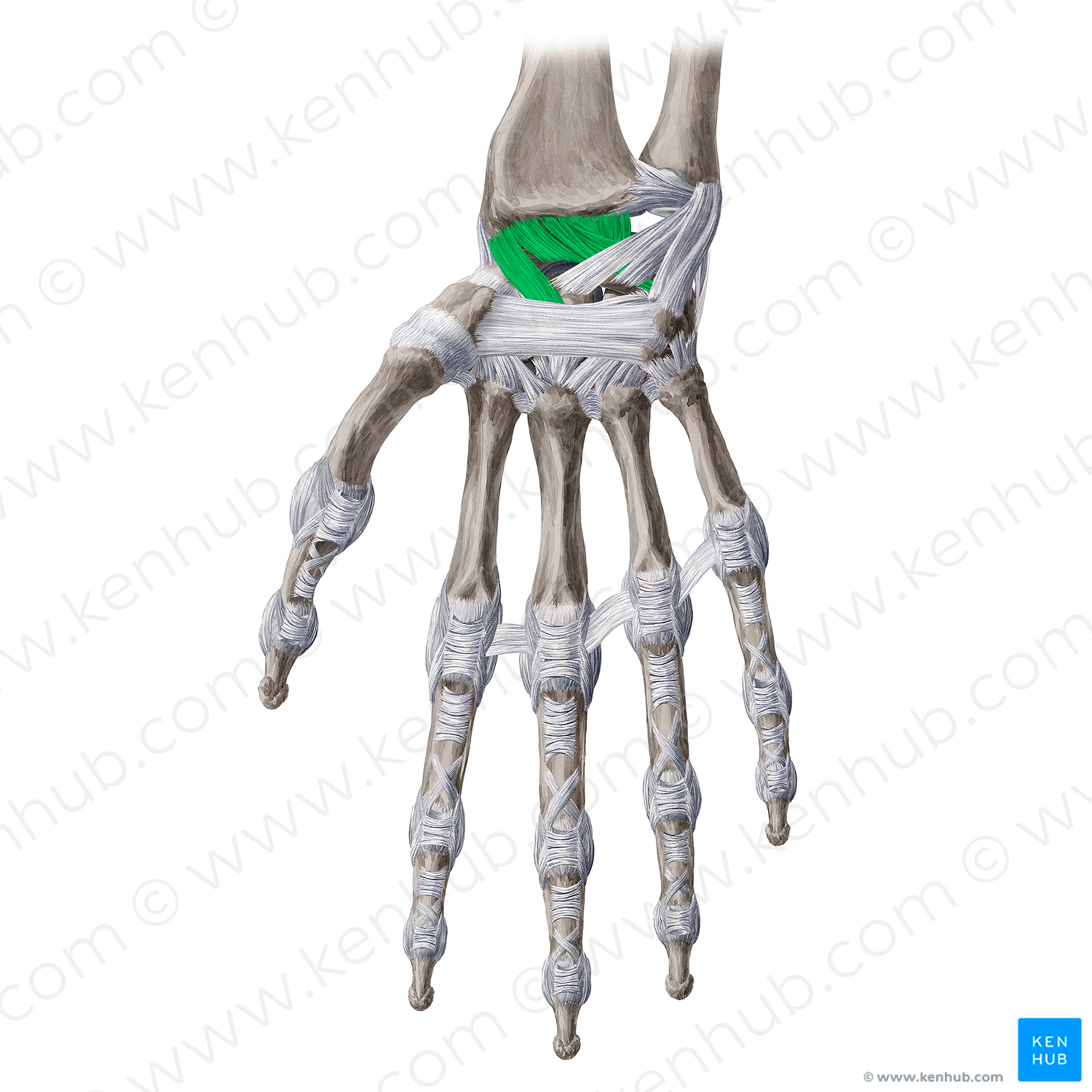 Palmar radiocarpal ligament (#4608)