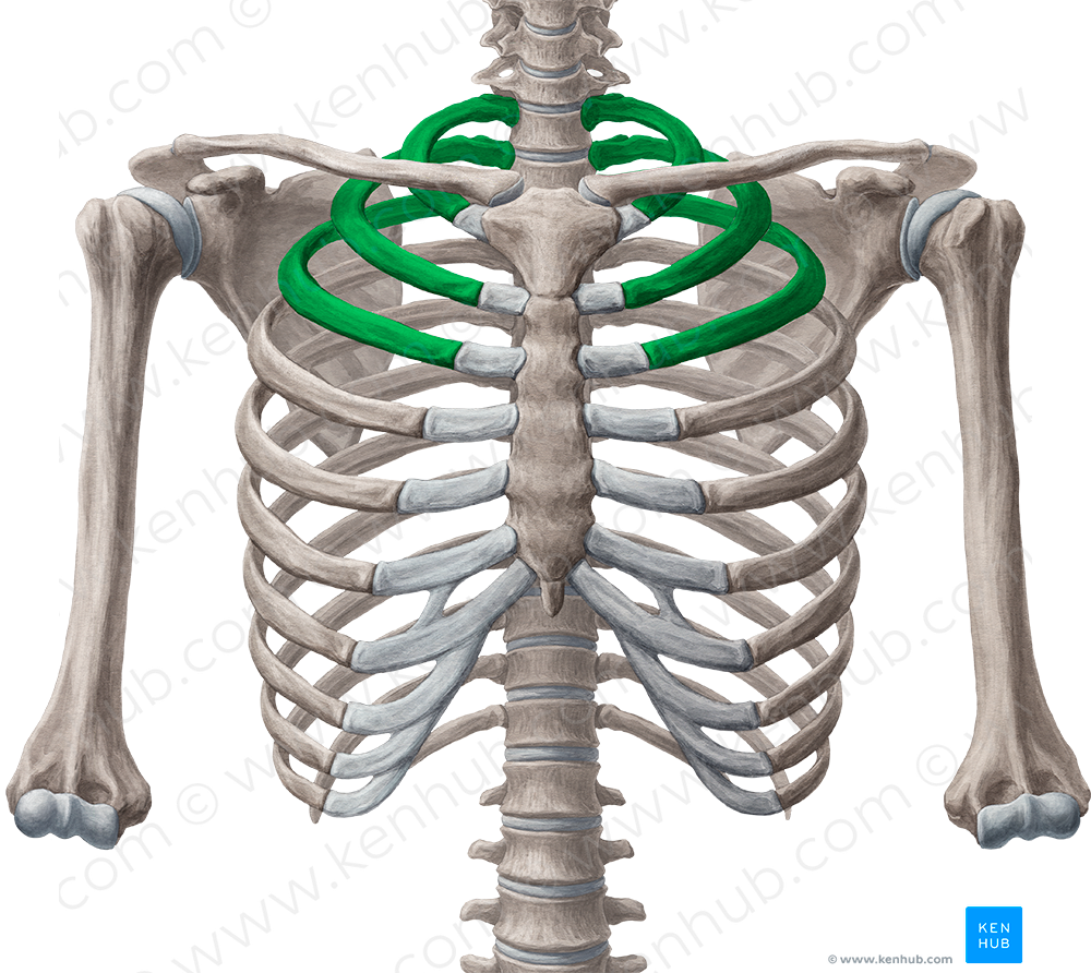 Upper ribs (#568)