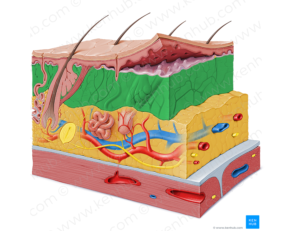 Reticular layer of dermis (#9177)