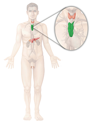 Thymus (#9451)