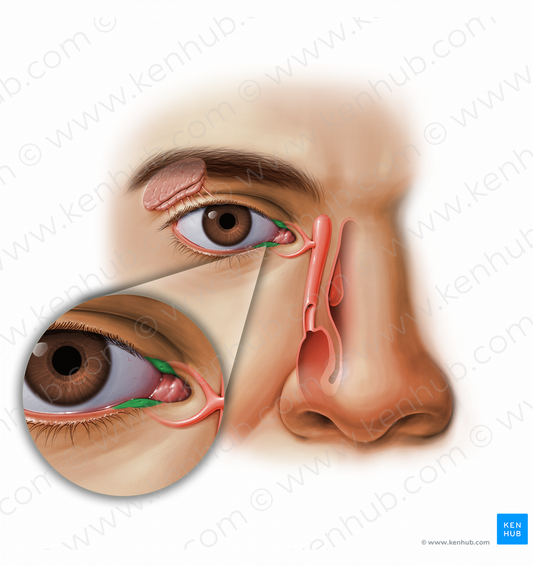 Lacrimal papilla (#11616)