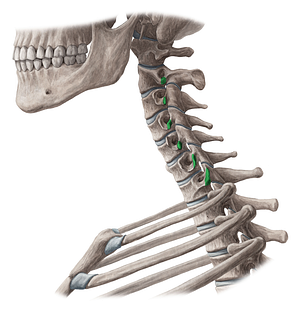 Posterior tubercles of transverse processes C2-C7 (#9699)