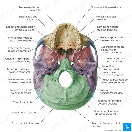 Inferior base of the skull - Landmarks - Colored (Portuguese)