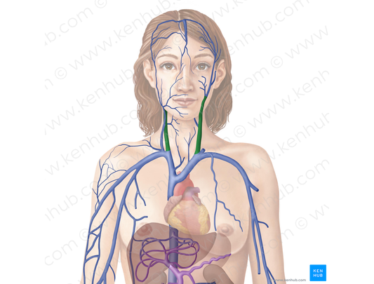 Internal jugular vein (#10359)