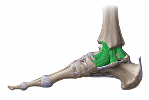 Medial collateral ligament of ankle joint (#11598)