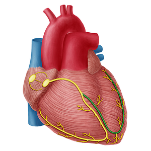 Left branch of atrioventricular bundle (#20324)