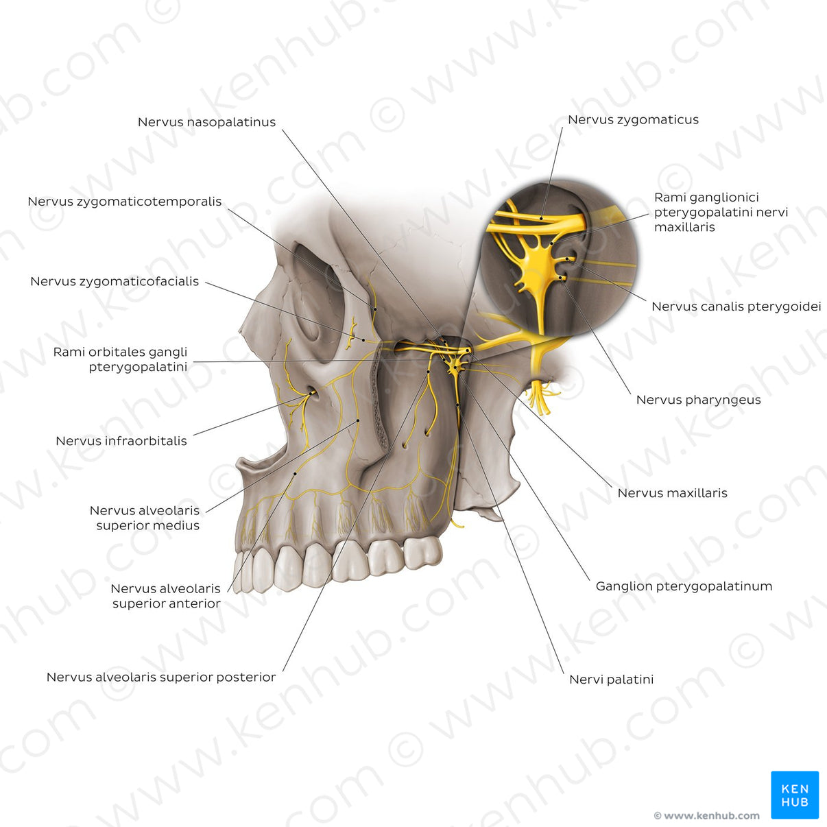 Nerves of pterygopalatine fossa (Latin) – Kenhub Image License Store