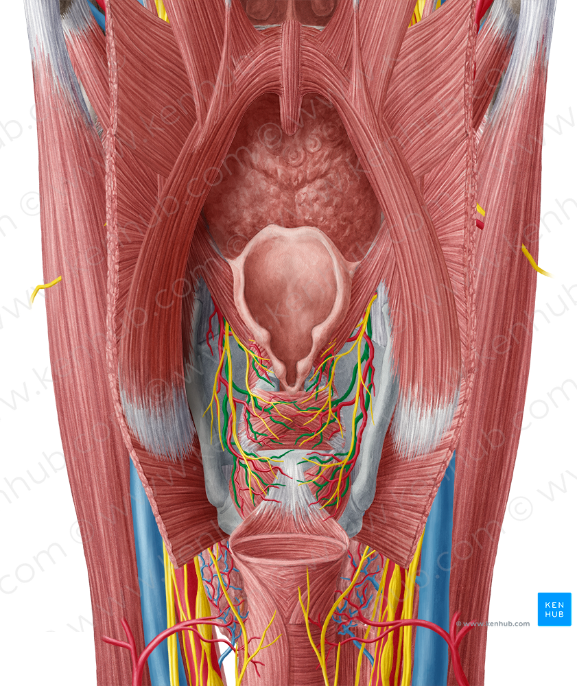 Superior laryngeal vein (#10383)