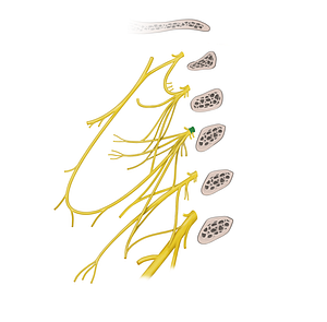 Spinal nerve C3 (#6732)