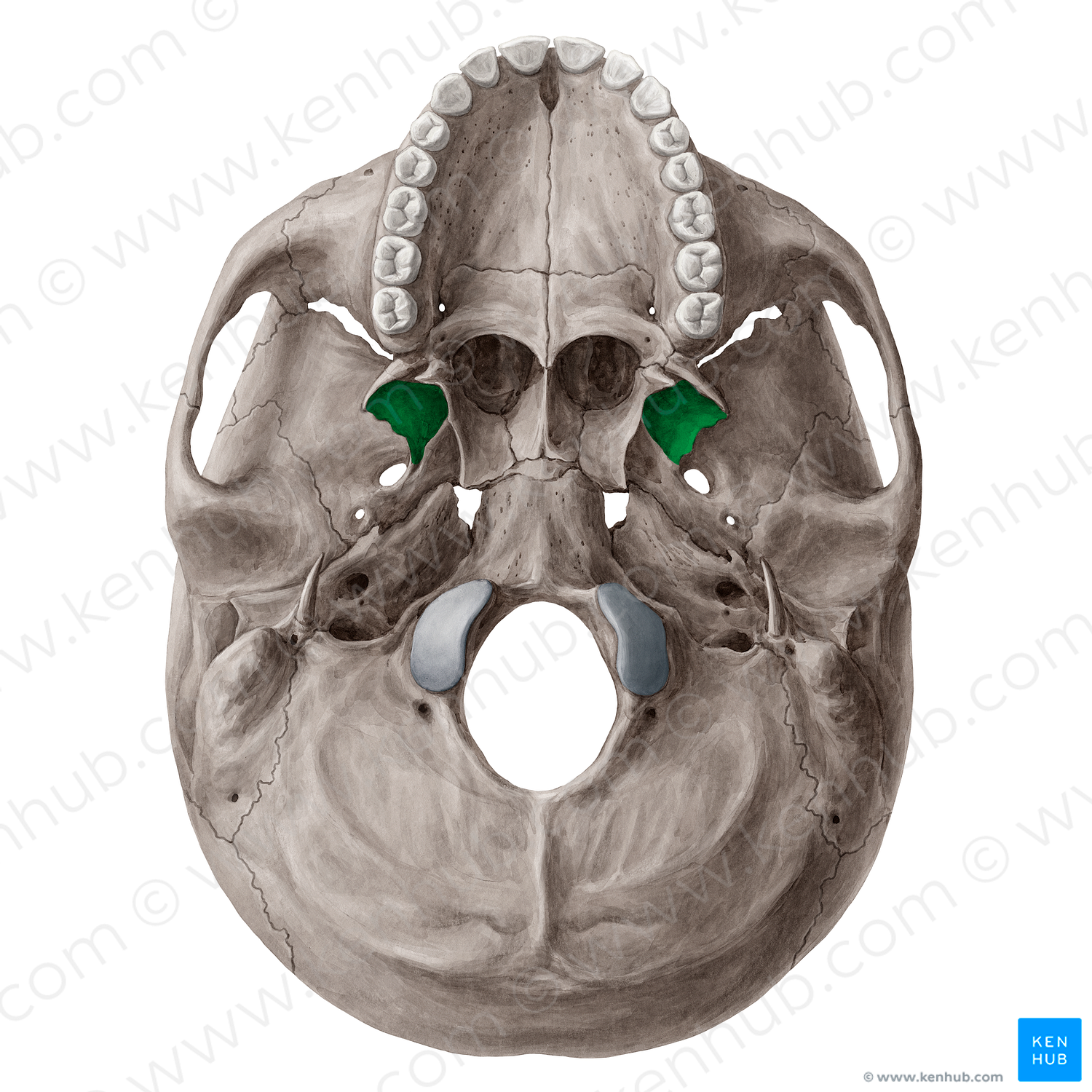 Pterygoid fossa of sphenoid bone (#21530)