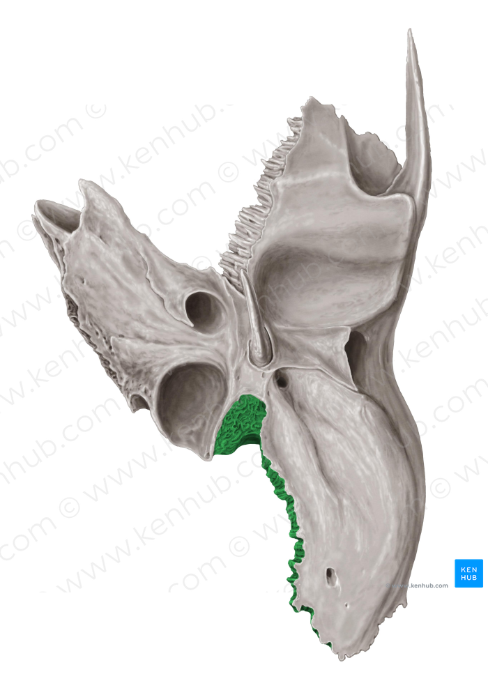 Occipital margin of temporal bone (#4943)