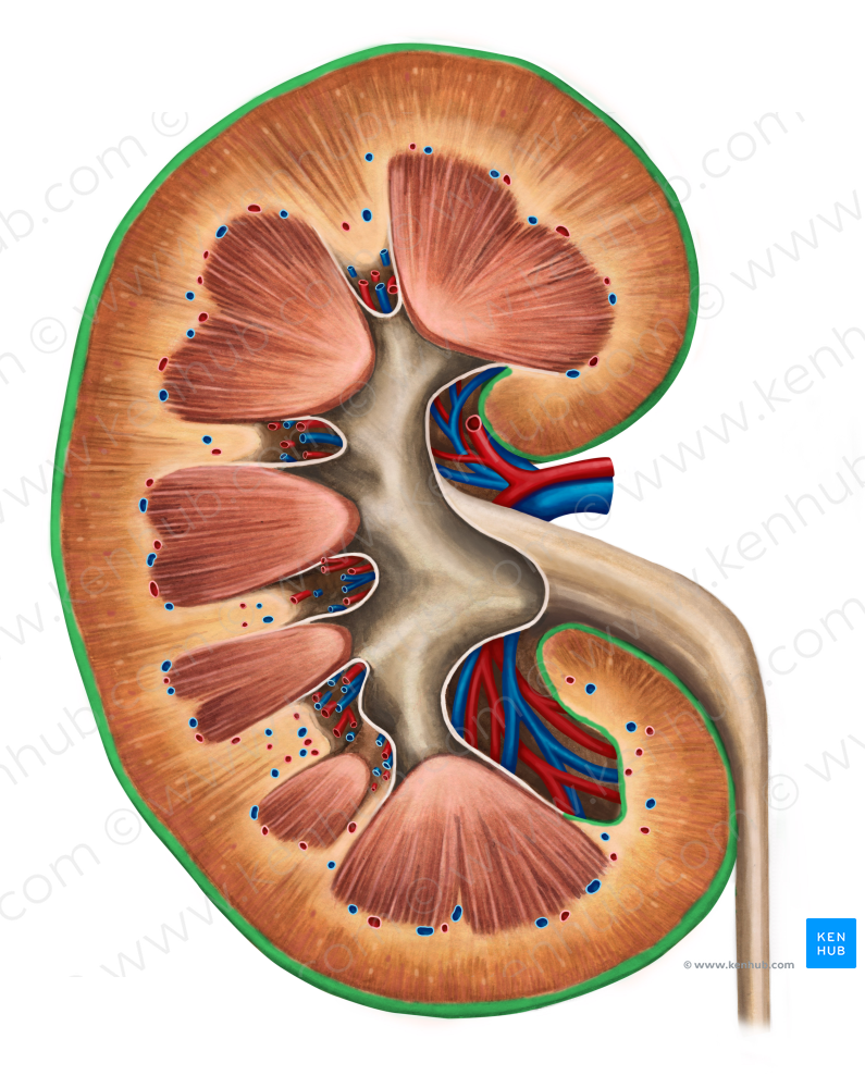 Renal capsule (#2362)