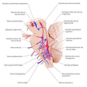 Cranial nerve nuclei - sagittal view (efferent) (Portuguese)