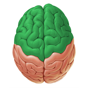 Frontal lobe (#19051)