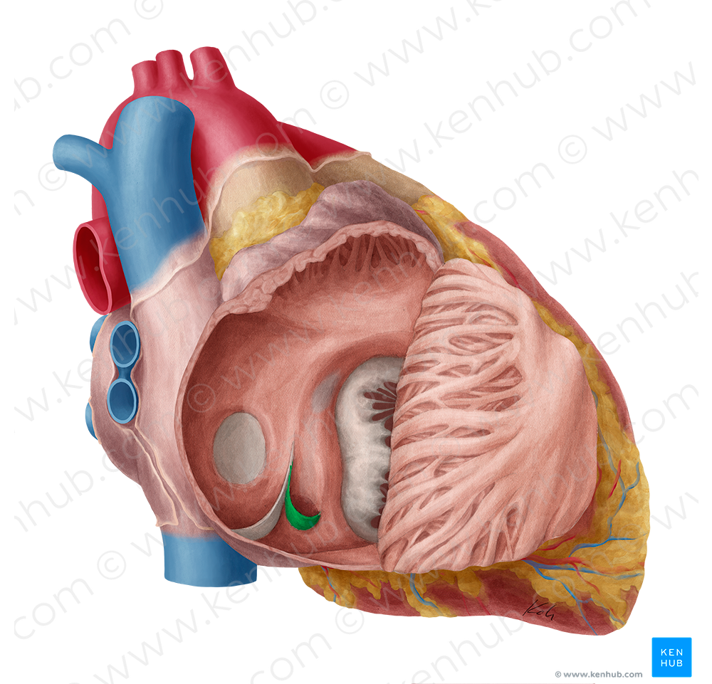 Valve of coronary sinus (#9909)