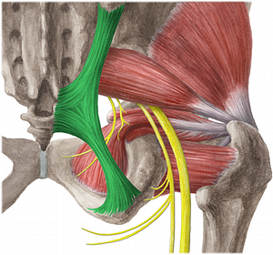 Sacrotuberous ligament (#4615)